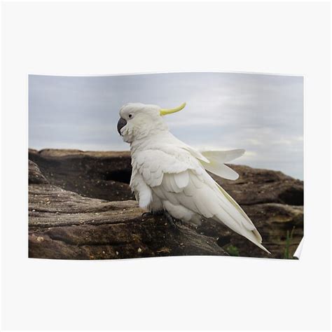 "Cockatoo with Ruffled Feathers" Poster by Annalucia | Redbubble