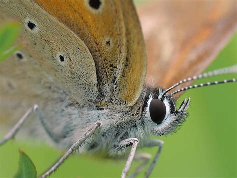 Butterfly close up by BogdanCh on DeviantArt