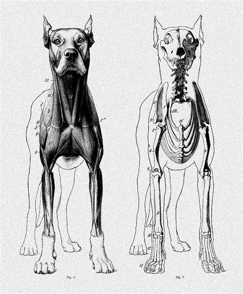 Vintage Dog Anatomy Scientific Illustration Digital Art by Sandra McGinley