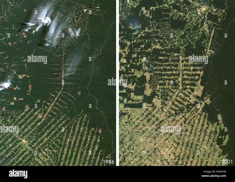 Satellite view of deforestation in East Rondonia, Brazil in 1986 and 2001. This before and after ...