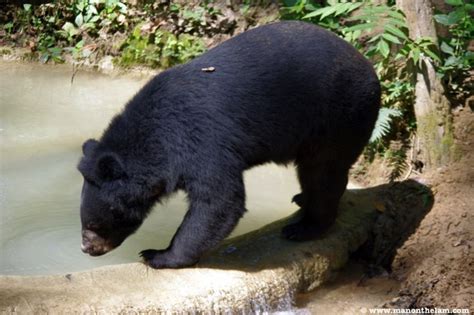 Free The Bears Laos and the Vile Bear Bile Trade in Asian Medicine