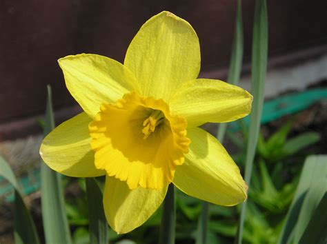 Daffodil Free Stock Photo - Public Domain Pictures