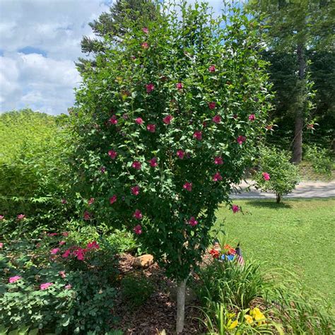 Red Rose of Sharon Althea Trees for Sale | FastGrowingTrees.com