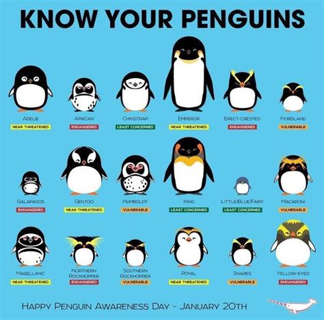 Know Your Penguins (Conservation Status) : r/penguin