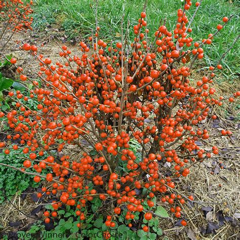 Little Goblin® Orange Winterberry Holly | Plant Addicts