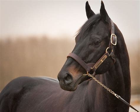 Seal Brown Thoroughbred. Seal Brown Horses and Dark Bay Horses are ...