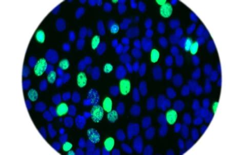 Cell Proliferation Assay Kits – Cells Online