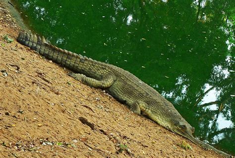 Gharial | The Biggest Animals Kingdom