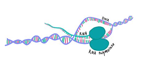 What Is Transcription? (Biology) — Definition & Process - Expii