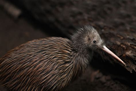 Save the Baby Kiwi Birds! - Earth.com - Earthpedia