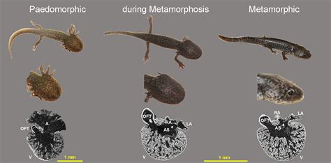 The Tale‐Tell Heart: Evolutionary tetrapod shift from aquatic to ...