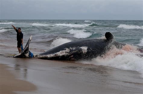 Why Do Whales & Dolphins Strand Themselves on Beaches?