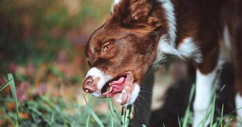 Why Do Dogs Eat Grass? [Causes, Risks & Prevention]