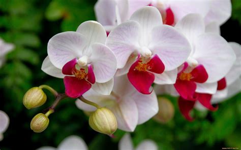 Orquideas Flores | Orquideas-Blancas_Imagenes-de-Flores-Blancas Orchid Photo, Orchidaceae ...