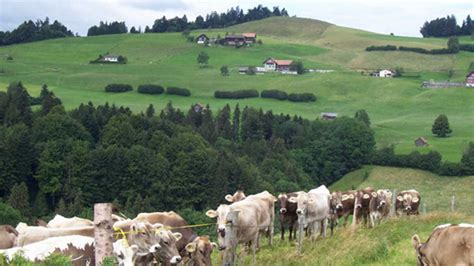 Swiss citizens will vote on a ban on intensive livestock farming ...