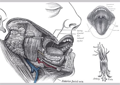 The Wonders of the Tongue — Its Muscles with Motor and Sensory Nerve Innervations. — Andréas Astier