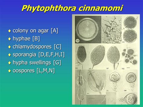 Image result for phytophthora cinnamomi disease cycle | Plant pathology ...