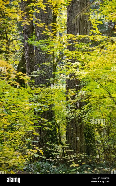 USA, Oregon, Cascade Mountains, Cascades, Cascade Range, Lane County Stock Photo - Alamy