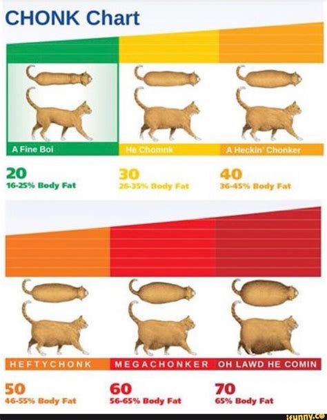 Cat Chonk Chart Meme - sportcarima