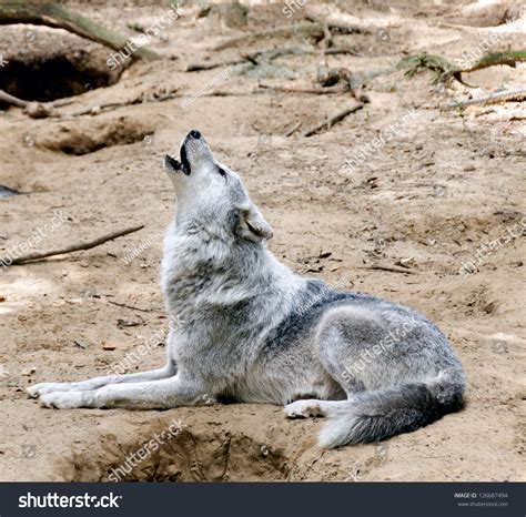 Gray Wolf Laying Down On Ground Stock Photo 126687494 - Shutterstock