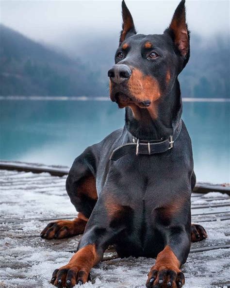 Doberman Puppies | [+] CUTE PUPPIES