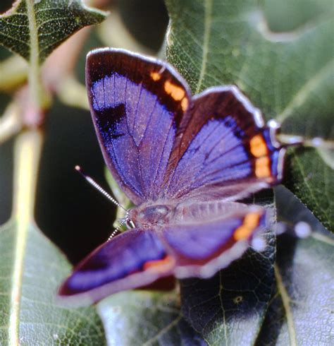 Butterflies of New Mexico: The Gossamerwings II: The Hairstreaks (Lycaenidae: Theclinae ...