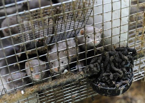 Short Film Exposes Nova Scotian Mink Farming