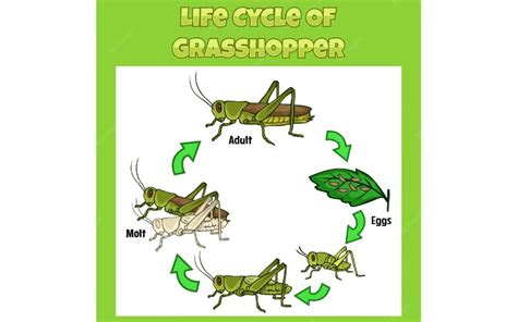 Grasshopper Life Cycle - Amazing Facts! - The Cockroach Guide