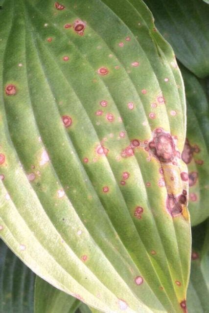 Identifying And Treating 11 Common Hosta Diseases (with Images) - Garden For Indoor