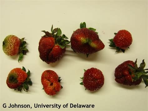 Misshapen Strawberry Fruits | Weekly Crop Update