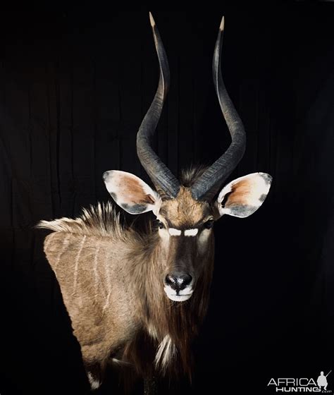 Nyala Shoulder Mount Taxidermy | AfricaHunting.com