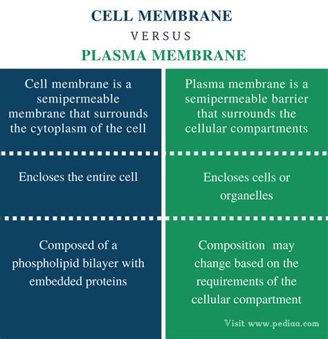 Difference Between Cell Membrane and Plasma Membrane | Definition, Composition, Function | Study ...