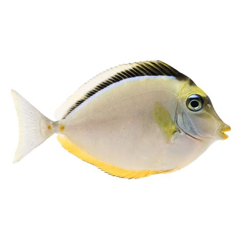 Petco Marine Fish Small Naso Tang: Colorful & Reef-Safe