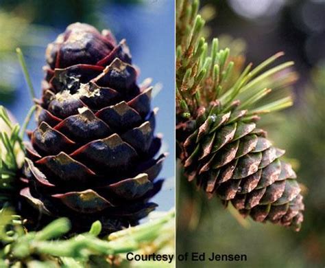 Cones - Pinus albicaulis | Landscape Plants | Oregon State University