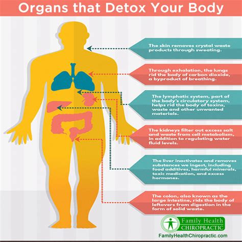 Organs that Detox Your Body | Family Health Chiropractic