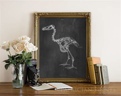 DODO Bird Skeleton Art Print Poster Scientific Chalkboard - Etsy