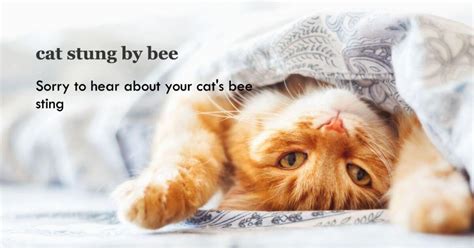 Cat Bee Sting: Causes, Symptoms, Treatment, and Recovery – Beesstyle