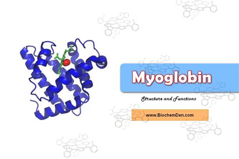 Myoglobin: Structure, Chemistry, Functions and Importance