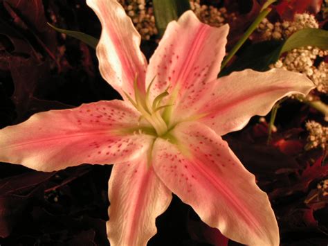 Free Pink Stargazer Lily 2 Stock Photo - FreeImages.com