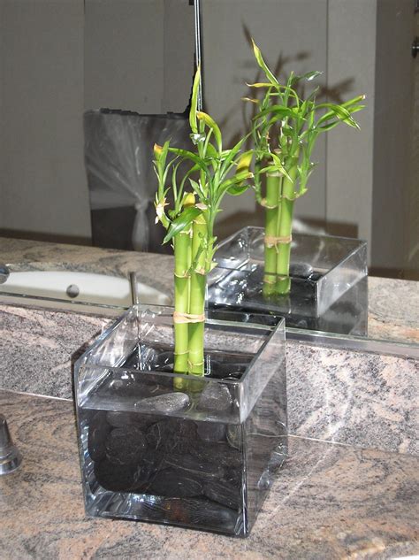 Indoor Bamboo Plant - Bamboo Plants HQ