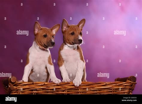 Basenji puppies Stock Photo - Alamy