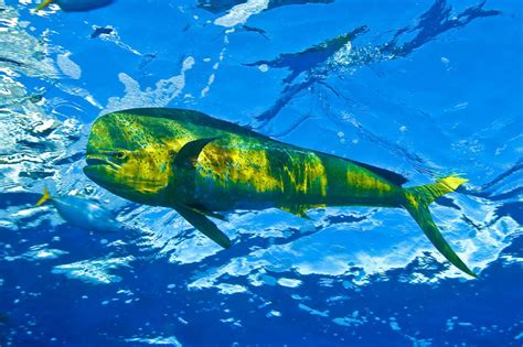 5 Fakta Ikan Lemadang, Si Unik yang Hidup di Perairan Laut Dangkal