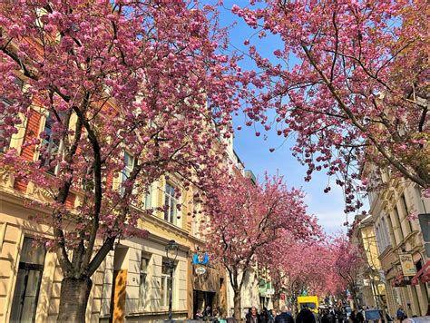 Bonn Cherry Blossoms Blog: Photos, Dates, & Addresses : Trail-Stained