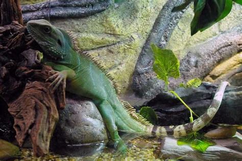 Chinese Water Dragon: Habitat, Diet and 7 Fascinating facts - Amado Pets