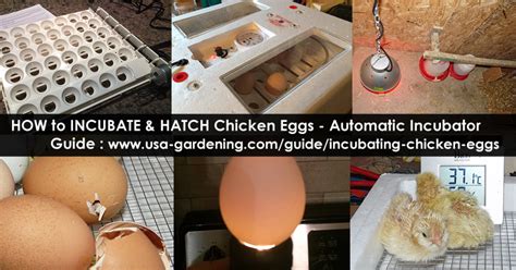 Incubating Chicken Eggs - Step-by-Step Hatching Tutorial