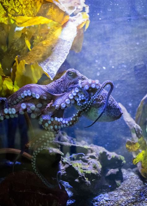 Aquarium has safeguards in place as octopus exhibit opens – Boston Herald