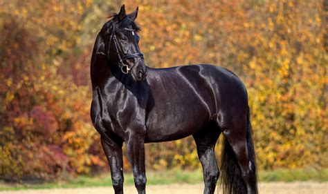 100 Beautiful Black Horse Names for Fillies & Stallions