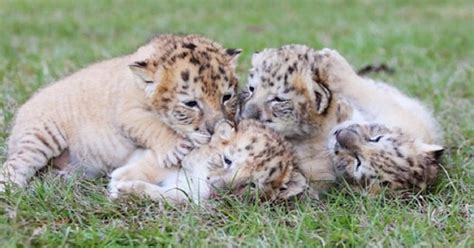 See The ONLY Known White "Liger" Cubs, And They Are Adorable!