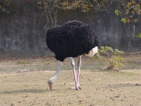 The Online Zoo - Common Ostrich