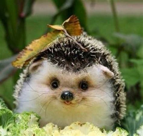 A Little smiling hedgehog